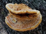 Inocutis dryophila image