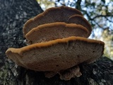Inocutis dryophila image