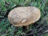 Caloboletus inedulis image
