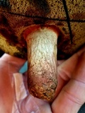 Caloboletus inedulis image