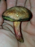 Boletellus pseudochrysenteroides image
