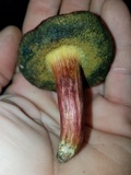 Boletellus pseudochrysenteroides image