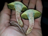 Boletellus pseudochrysenteroides image