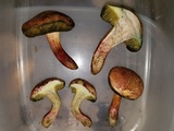 Boletellus pseudochrysenteroides image