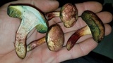 Boletellus pseudochrysenteroides image