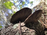 Hexagonia hydnoides image