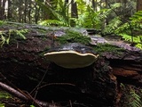 Fomitopsis mounceae image