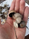 Panaeolus cyanescens image