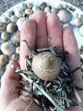 Panaeolus cyanescens image