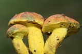 Pulveroboletus ravenelii image