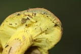 Pulveroboletus ravenelii image