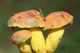 Pulveroboletus ravenelii image