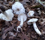 Tricholoma subresplendens image