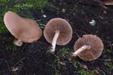 Psathyrella conissans image