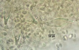 Psathyrella conissans image