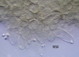 Psathyrella conissans image