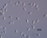 Psathyrella conissans image