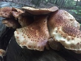 Pholiota squarrosoides image
