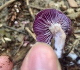 Laccaria amethystina image