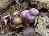 Laccaria amethystina image