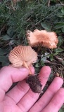 Marasmius oreades image