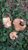 Marasmius oreades image