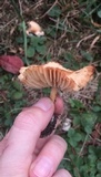 Marasmius oreades image