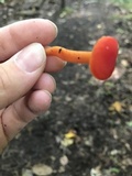 Hygrocybe miniata image