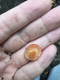 Hygrocybe miniata image