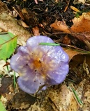 Cortinarius iodes image