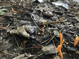 Clavulinopsis laeticolor image