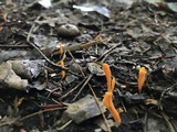 Clavulinopsis laeticolor image