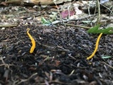 Clavulinopsis fusiformis image