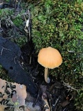 Entoloma quadratum image