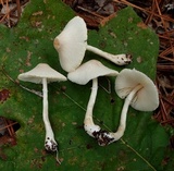 Leucocoprinus cepistipes image