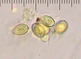 Leucocoprinus cepistipes image