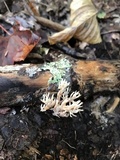 Clavulina coralloides image