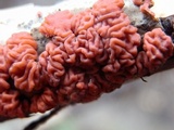 Peniophora rufa image