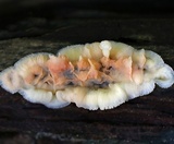 Phlebia radiata image