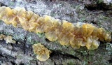 Phaeotremella frondosa image
