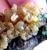 Phaeotremella frondosa image