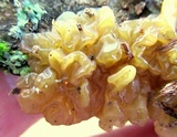 Phaeotremella frondosa image