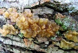 Phaeotremella frondosa image