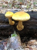 Gymnopilus luteus image