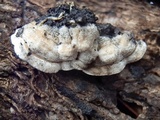 Merulius tremellosus image