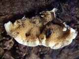 Merulius tremellosus image
