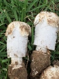 Coprinus calyptratus image