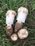 Coprinus calyptratus image