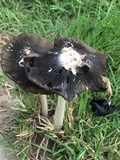 Coprinus calyptratus image