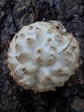 Amanita magniverrucata image